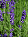 Lavandula angustifolia 'Hidcote' Foto © PlantaPro