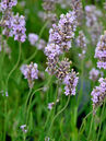 Lavandula angustifolia 'Miss Katherine' Foto © PlantaPro