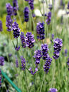 Lavandula angustifolia 'Munstead'
