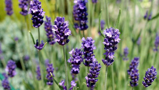 Lavandula angustifolia 'Munstead'