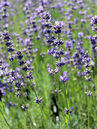 Lavandula angustifolia 'Siesta'