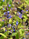 Pulmonaria 'Blue Ensign' Foto © PlantaPro