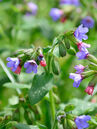 Pulmonaria officinalis  Foto © PlantaPro