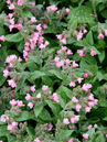 Pulmonaria sacharata 'Mrs. Moon'