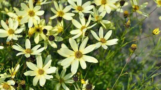 Coreopsis verticillata 'Moonbeam' Foto © PlantaPro