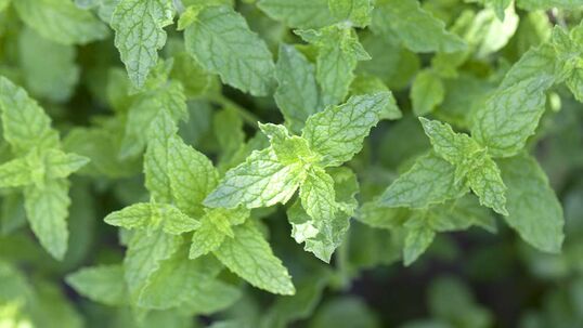 Die Pfefferminze, auf lateinisch Mentha piperita, ist nicht zuletzt aufgrund ihres hohen Mentholgehalts der Klassiker unter den Minzen.