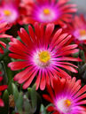 Delosperma 'Jewel of Desert Garnet'