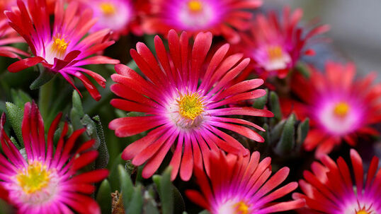 Delosperma 'Jewel of Desert Garnet'