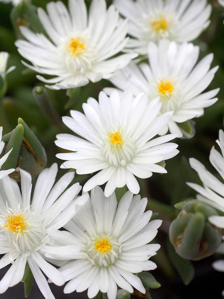 Das Sperma Polster Ist Sehr Weich Das Sperma Polster Ist Sehr Weich