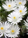 Delosperma 'Jewel of Desert Moonstone'