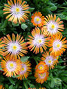 Delosperma 'Jewel of Desert Topaz'