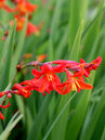 Crocosmia 'Carmine Brilliant'