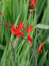 Crocosmia 'Lucifer'