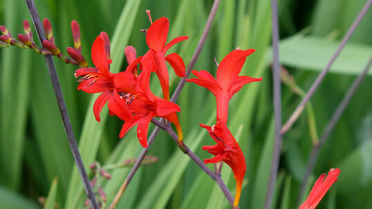 Crocosmia 'Lucifer'