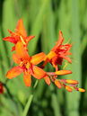 Crocosmia masoniorum