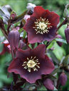 Helleborus orientalis 'Blue Lady'