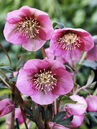 Helleborus orientalis 'Pink Lady'
