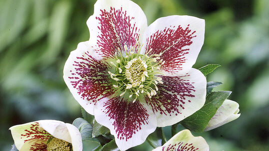 Nieswurz Lenzrose Helleborus OrientalisHybriden Hauenstein AG