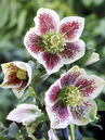 Helleborus orientalis 'White Spotted'