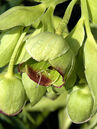 Der Nieswurz (Helleborus foetidus) blüht durch den ganzen Winter, je nach Witterung auch bis weit in den Frühling hinein. Foto © PlantaPro