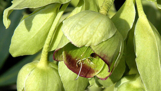 Der Nieswurz (Helleborus foetidus) blüht durch den ganzen Winter, je nach Witterung auch bis weit in den Frühling hinein. Foto © PlantaPro