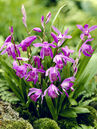 Bletilla striata 'Purple'