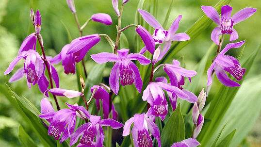 Orchideen für den Garten Hauenstein AG