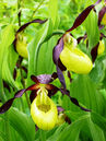 Cypripedium calceolus