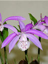 Pleione formosana