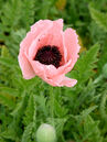 Papaver orientale 'Helen Elizabeth'