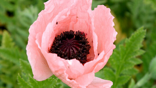Papaver orientale 'Helen Elizabeth'