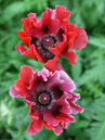 Papaver orientale 'Patty's Plum'