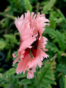 Papaver orientale 'Pink Ruffles'