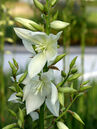 Yucca filamentosa