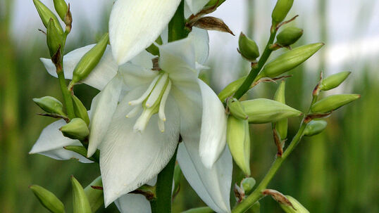 Yucca filamentosa