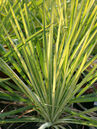 Yucca flaccida 'Golden Sword'