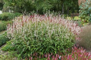 Persicaria amplexicaulis Alba 