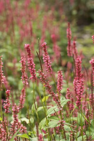Persicaria amplexicaulis Orangofield®