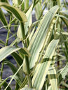 Arundo donax 'Peppermint Stick'