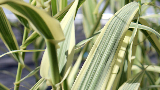 Arundo donax 'Peppermint Stick'