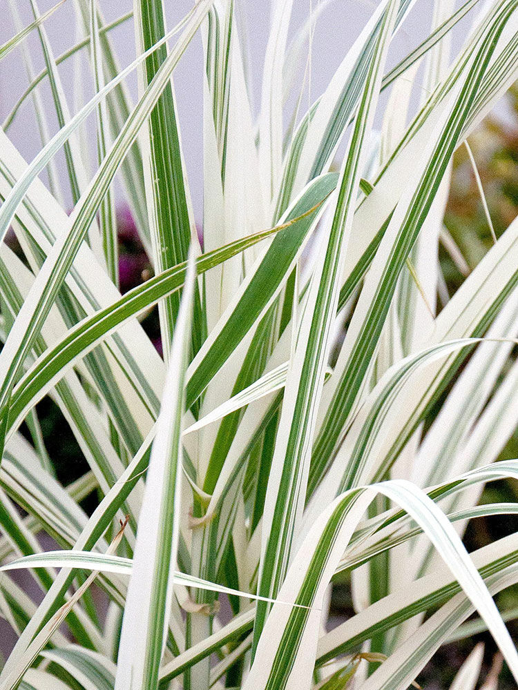 Pfahlrohr  Arundo donax | Hauenstein AG