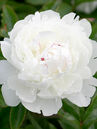 Paeonia lactiflora 'Festiva Maxima'