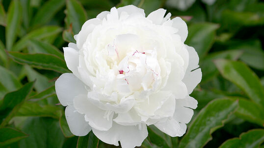 Paeonia lactiflora 'Festiva Maxima'