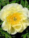 Paeonia itoh 'Bartzella'  Foto © PlantaPro