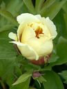 Paeonia itoh 'Yellow Heaven'