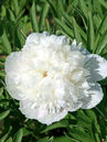 Paeonia officinalis 'Alba Plena'