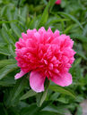 Paeonia officinalis 'Rosea Plena'