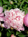 Paeonia officinalis 'Rosea Plena'