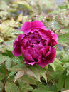 Paeonia suffruticosa 'Shimadaijn'