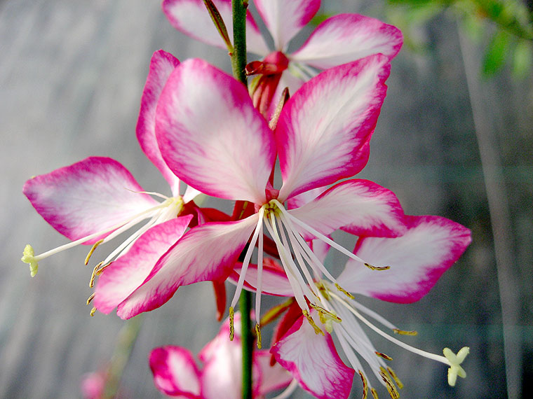 Prachtkerze  Gaura lindheimeri | Hauenstein AG